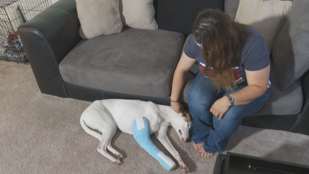 Training dog injured in hit and run. Owner with dog.