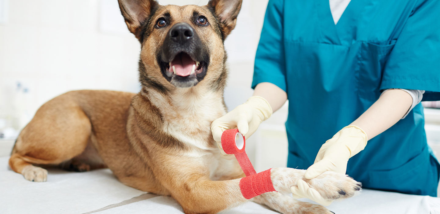 Injured pet fund, dog with bandage