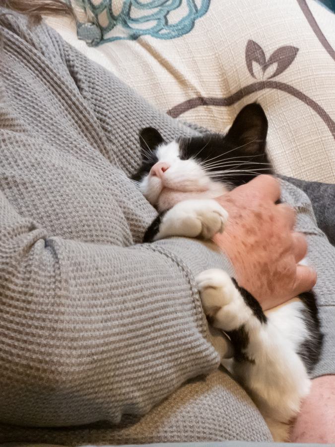 Woman hands holding a cat